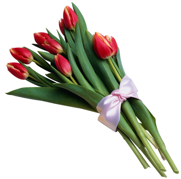 Tulip PNG Free Download 18
