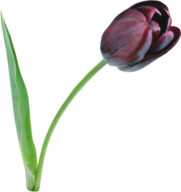 Tulip PNG Free Download 19