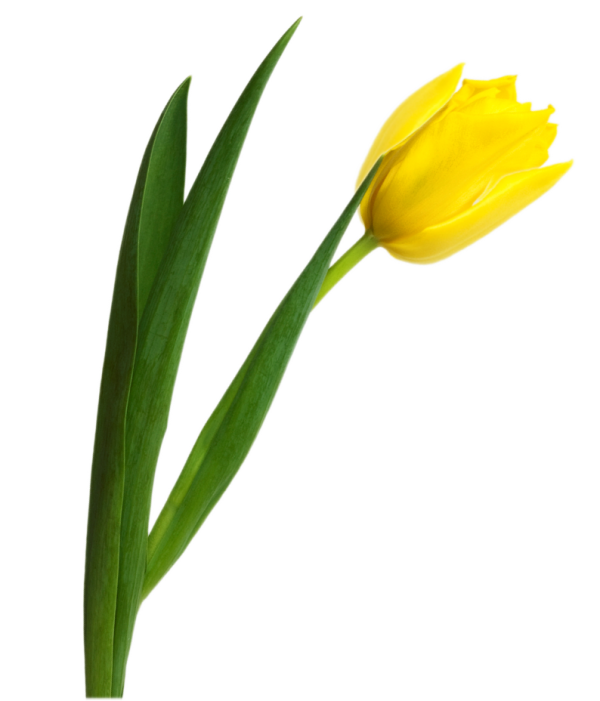 Tulip PNG Free Download 2