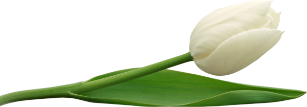 Tulip PNG Free Download 20