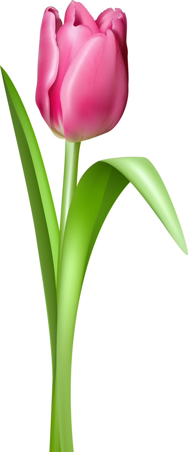 Tulip PNG Free Download 21
