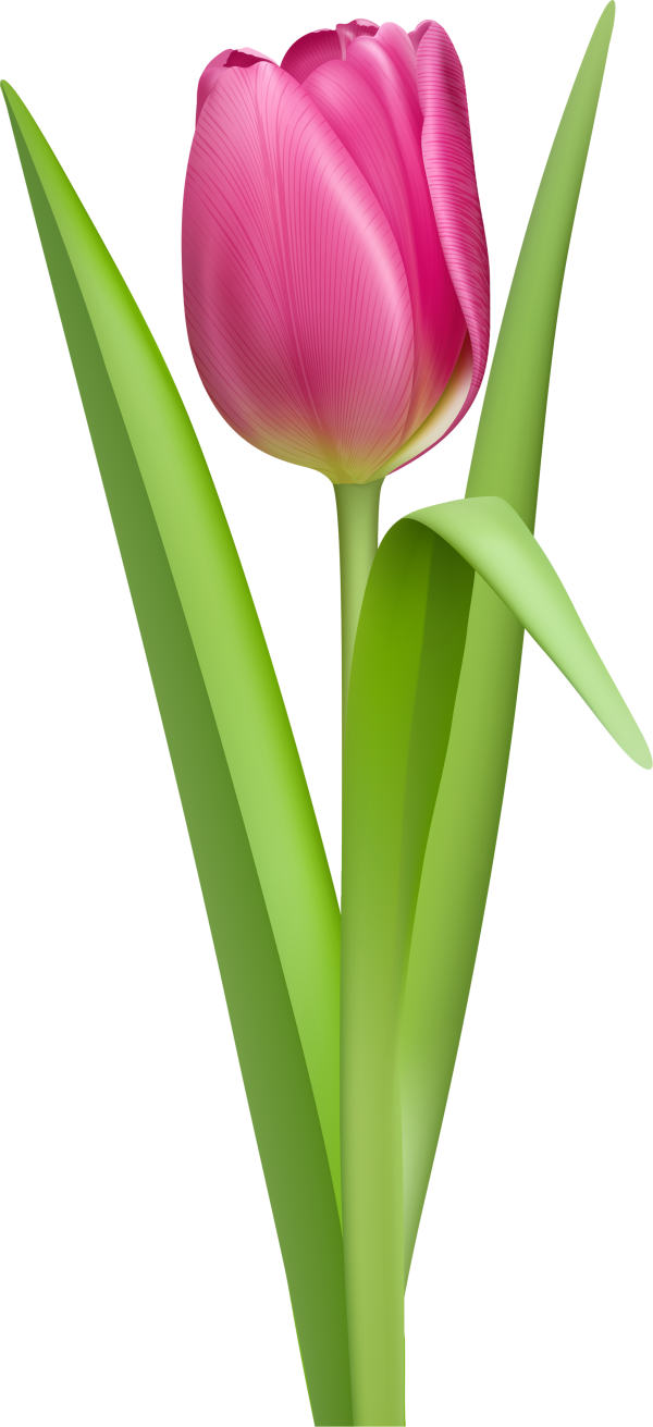 Tulip PNG Free Download 22