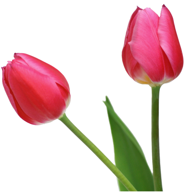 Tulip PNG Free Download 23