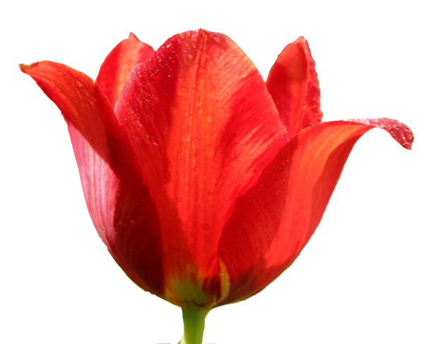 Tulip PNG Free Download 24