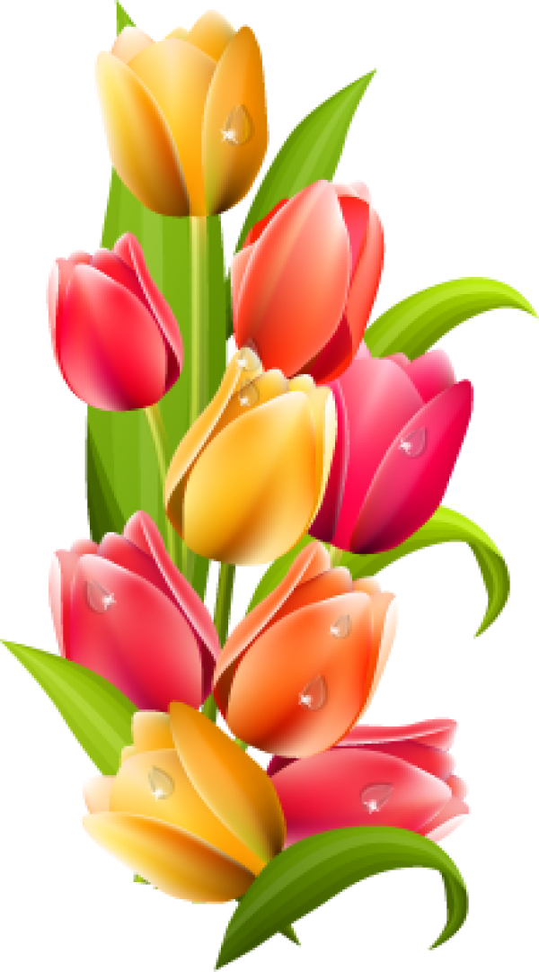 Tulip PNG Free Download 25