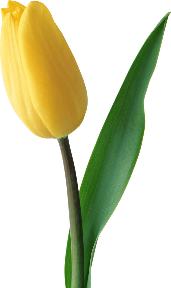 Tulip PNG Free Download 27
