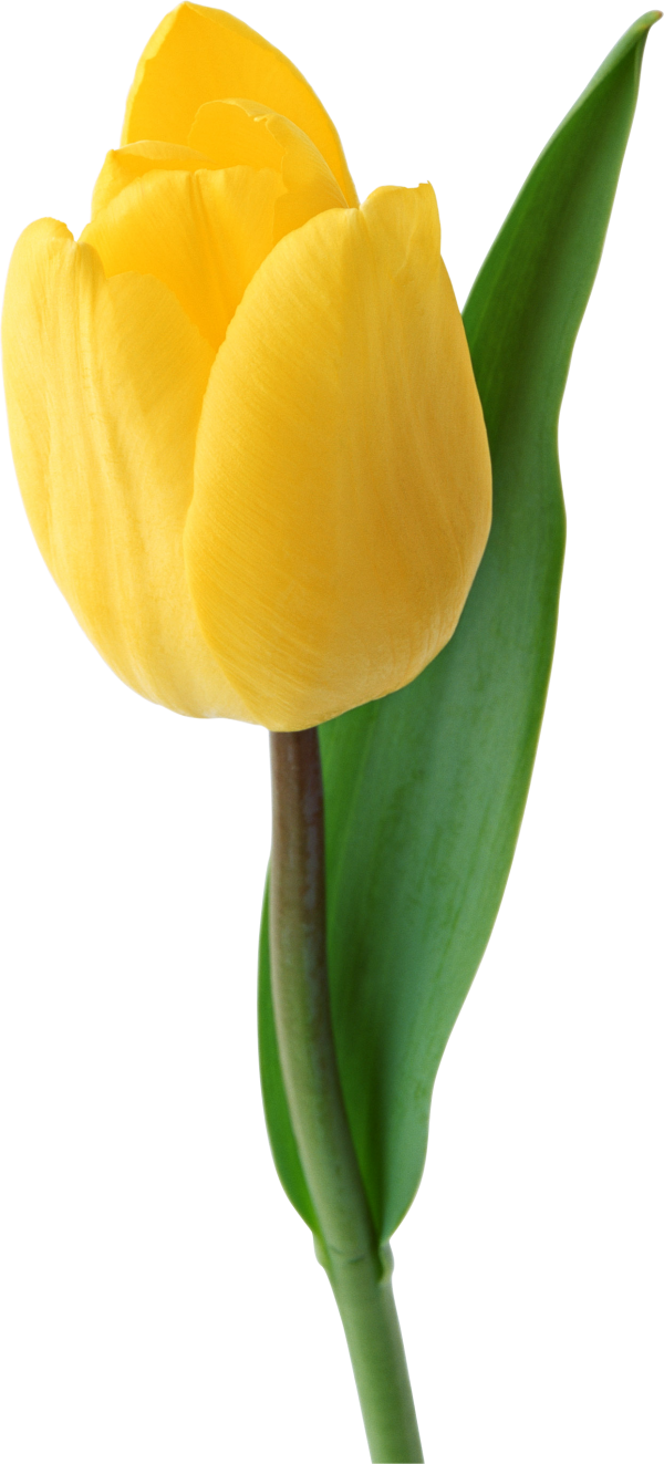 Tulip PNG Free Download 28