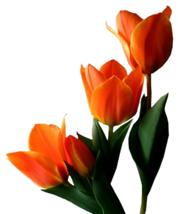 Tulip PNG Free Download 29