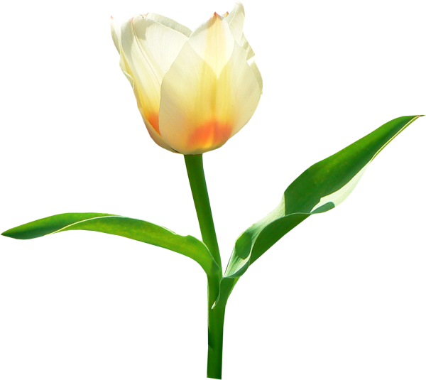 Tulip PNG Free Download 3