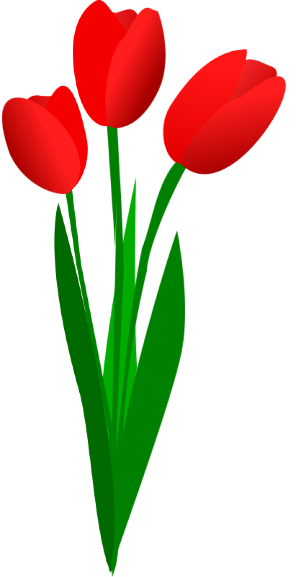 Tulip PNG Free Download 30