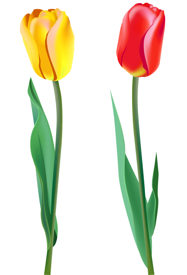 Tulip PNG Free Download 31