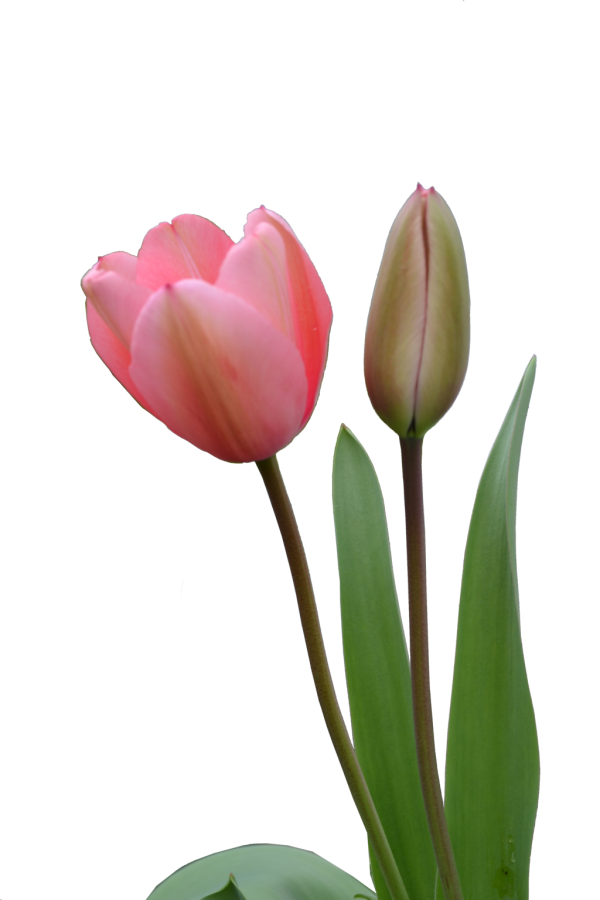 Tulip PNG Free Download 32