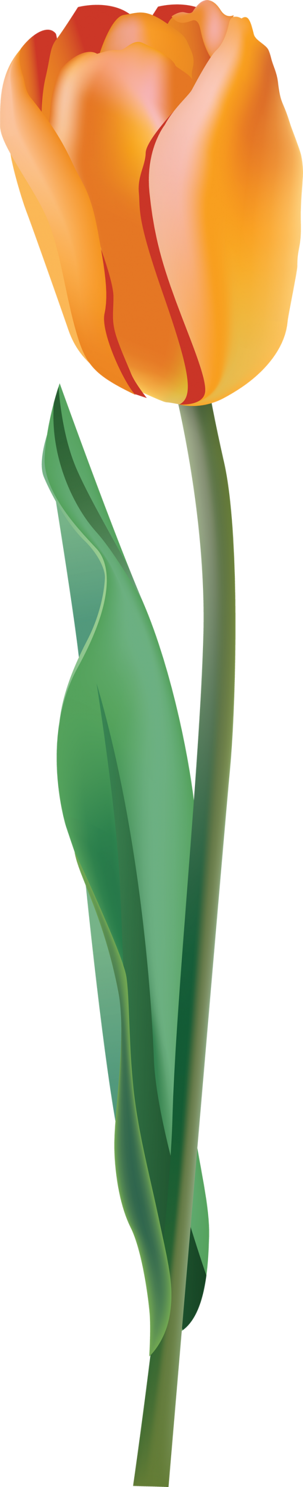 Tulip PNG Free Download 34