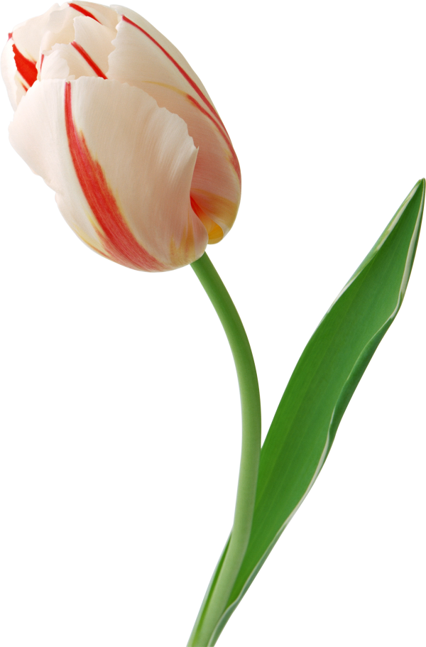 Tulip PNG Free Download 35