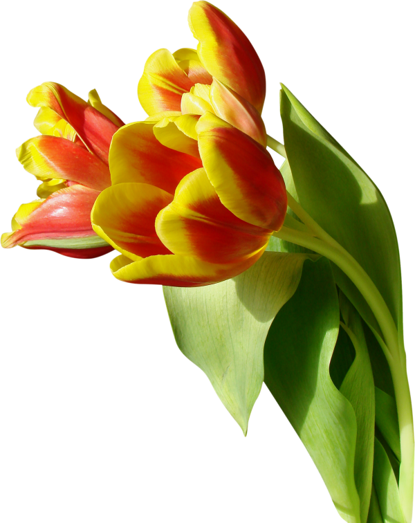 Tulip PNG Free Download 37