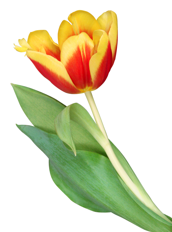 Tulip PNG Free Download 38