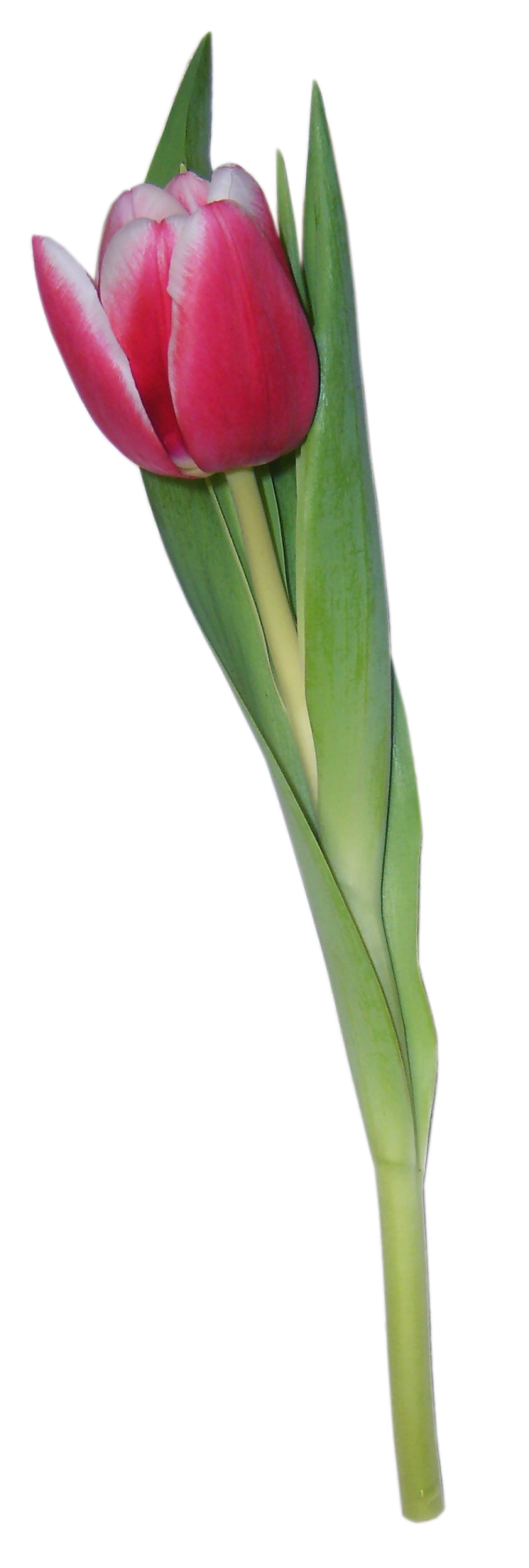 Tulip PNG Free Download 4