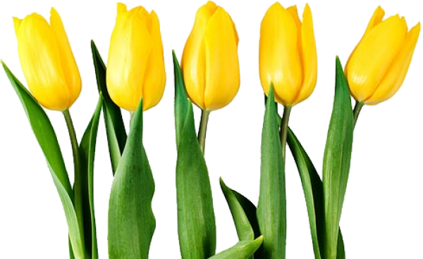 Tulip PNG Free Download 40
