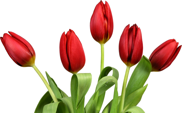 Tulip PNG Free Download 41