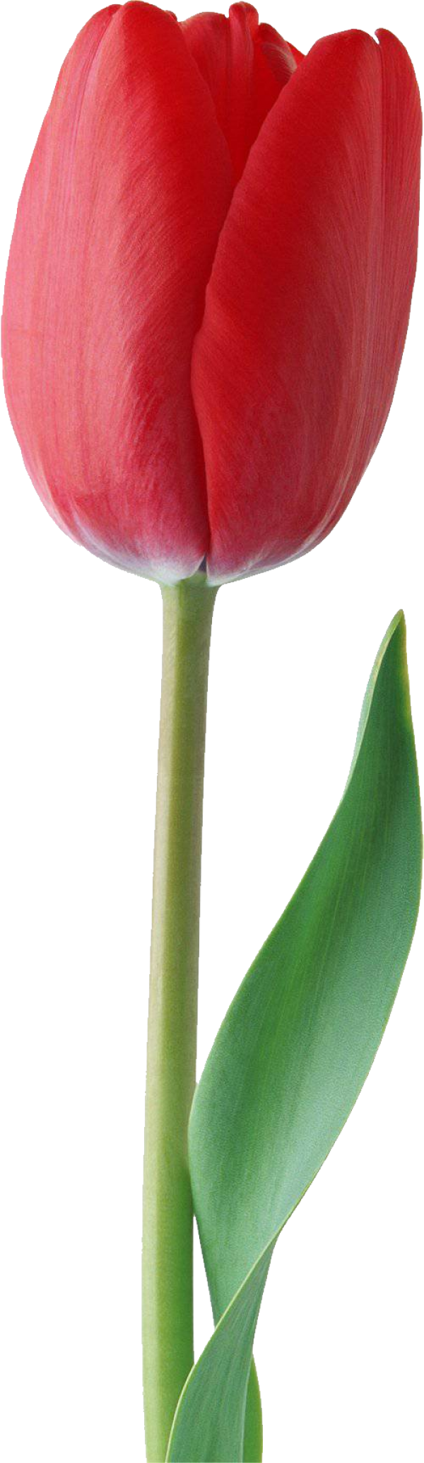 Tulip PNG Free Download 42