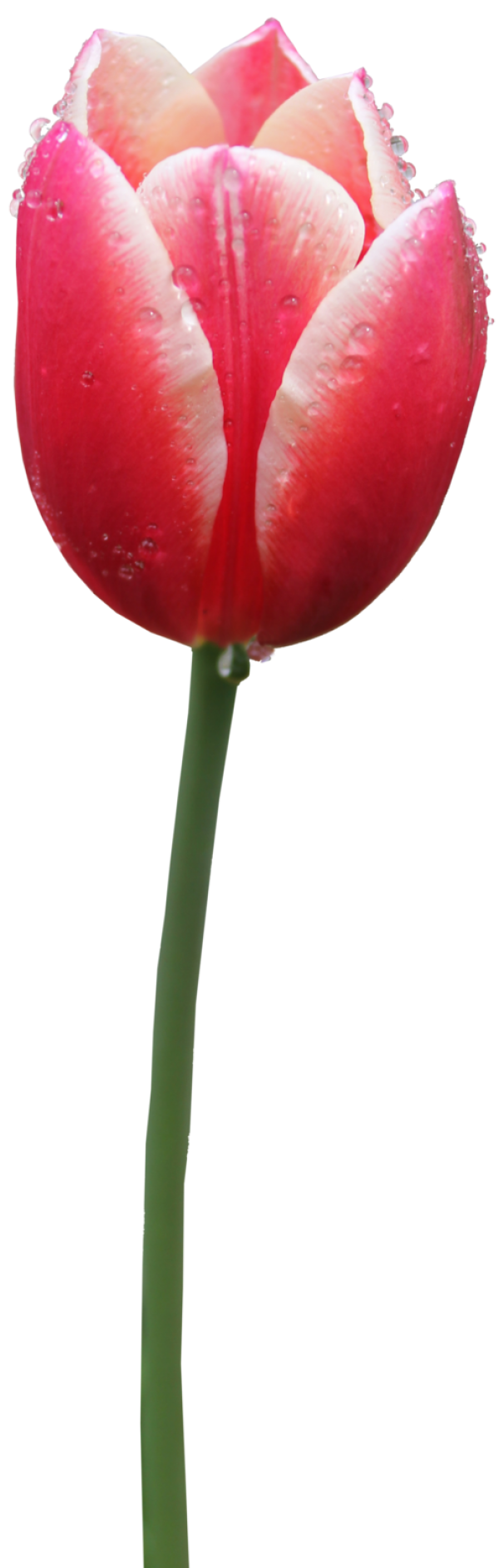 Tulip PNG Free Download 45