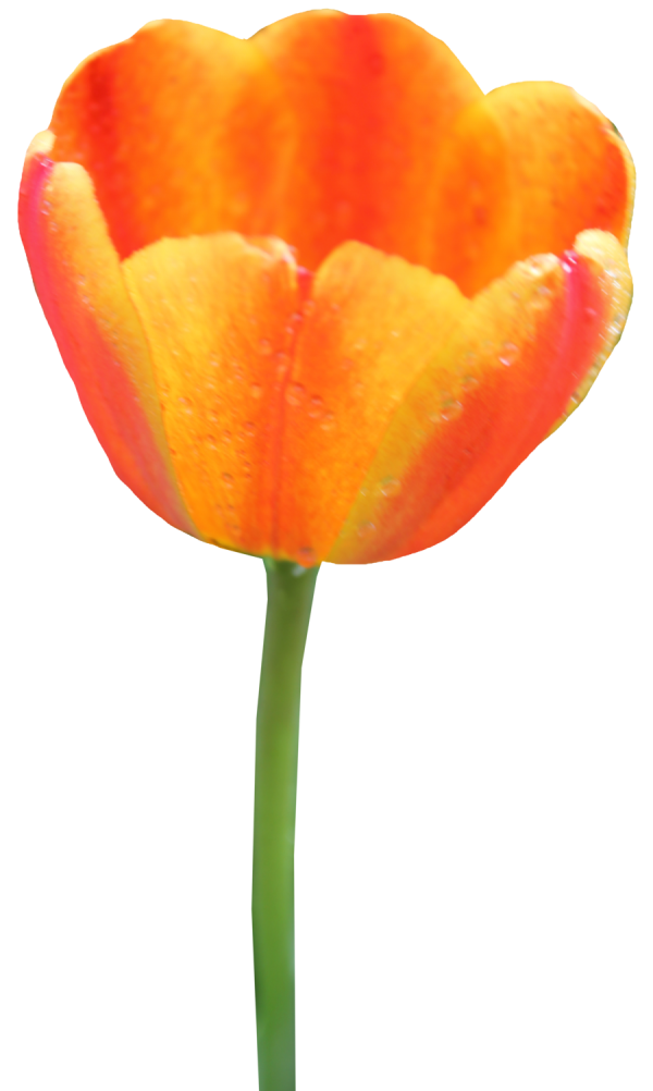 Tulip PNG Free Download 46