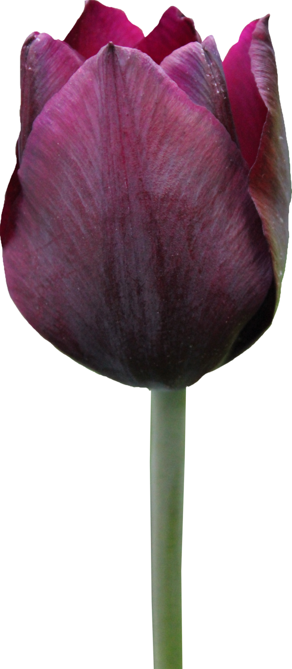 Tulip PNG Free Download 47