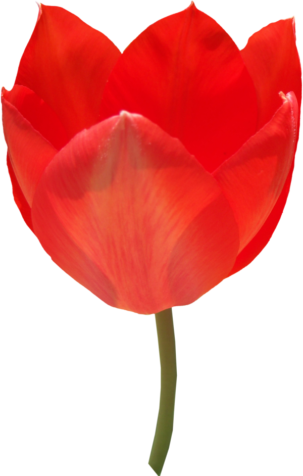 Tulip PNG Free Download 48