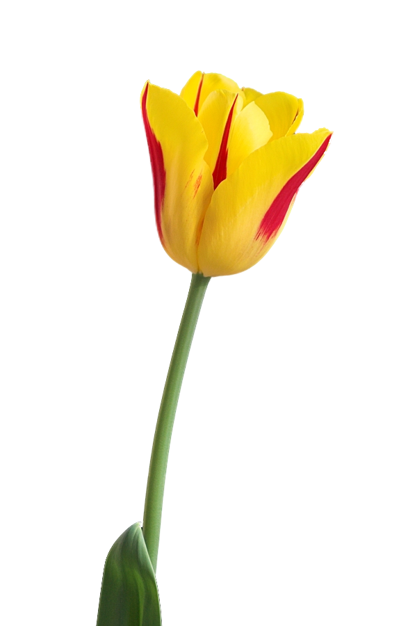 Tulip PNG Free Download 49