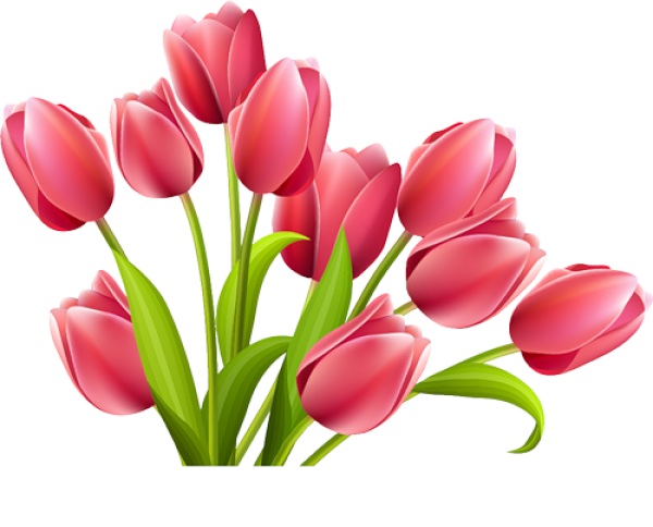 Tulip PNG Free Download 5