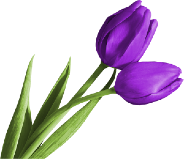 Tulip PNG Free Download 6