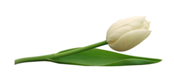 Tulip PNG Free Download 7