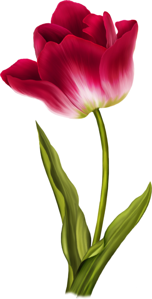 Tulip PNG Free Download 9