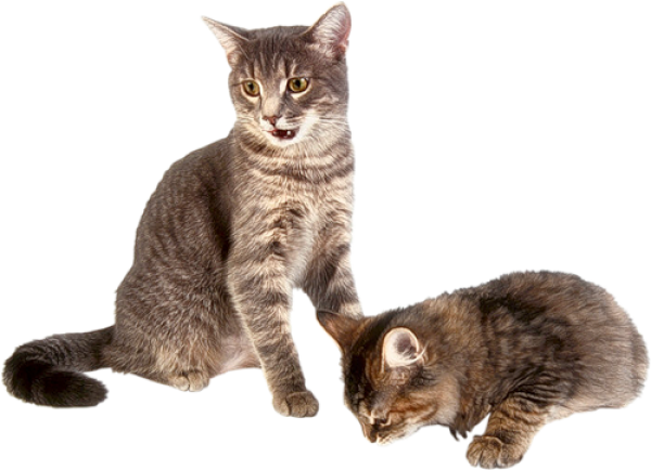 Two Cat Png
