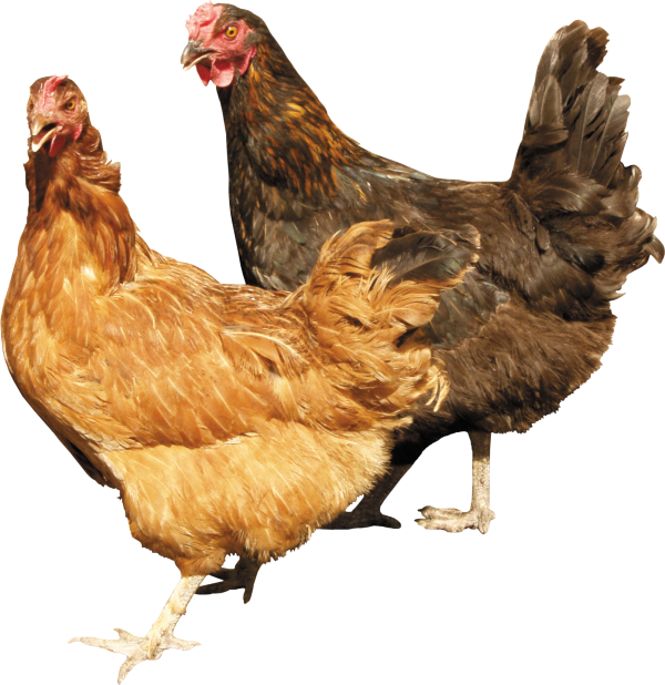 Two Chicken Png