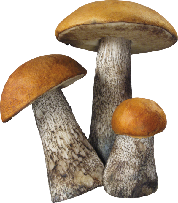 village grown mushroom free download png