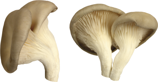 village mushroom free download png