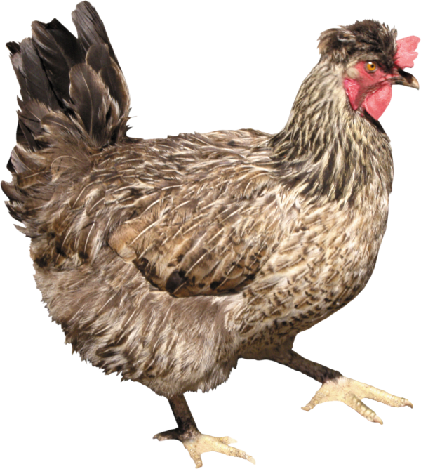Walking Chicken Png