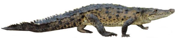 Walking Crocodile Png