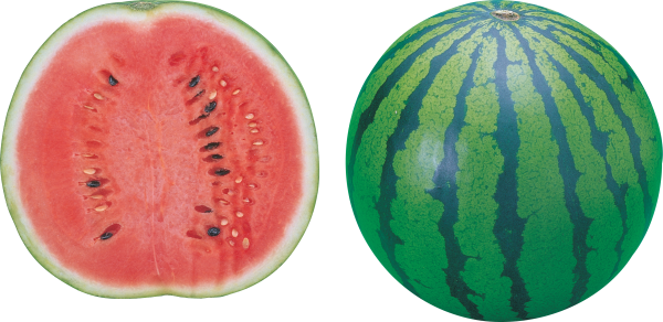 Watermelon PNG Free Download 9