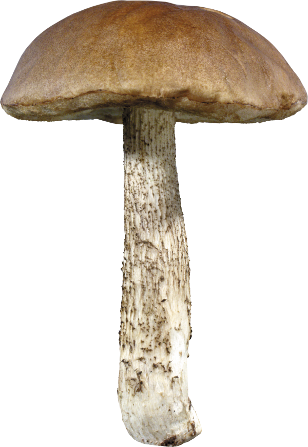 well grown mushroom free download png