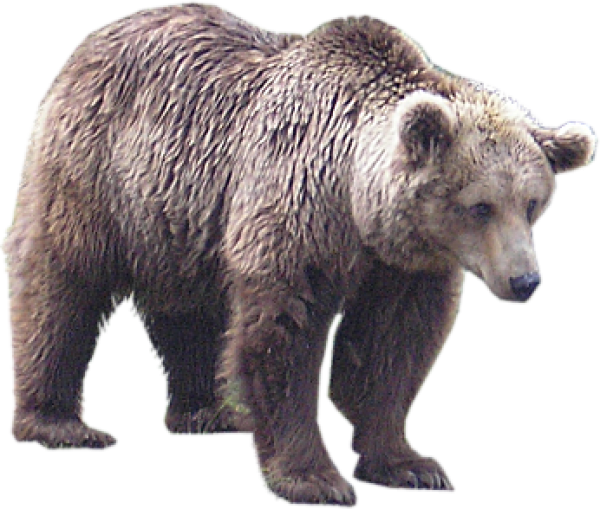 White Bear Png Free Download