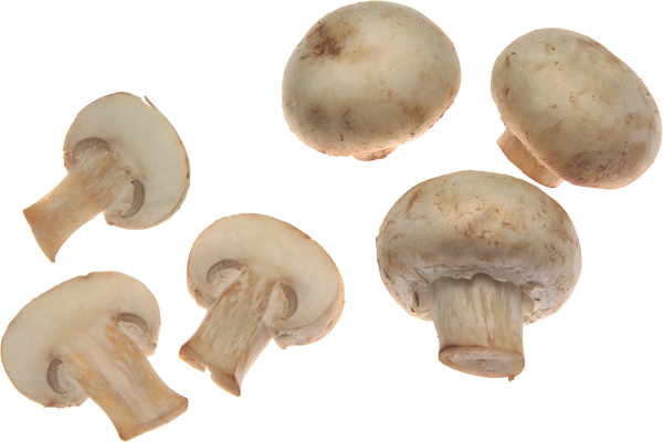 white buds mushroom free download png