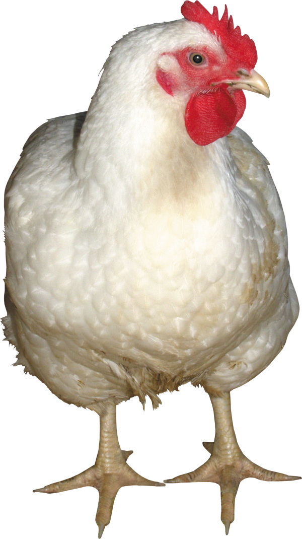 White Chicken Front View