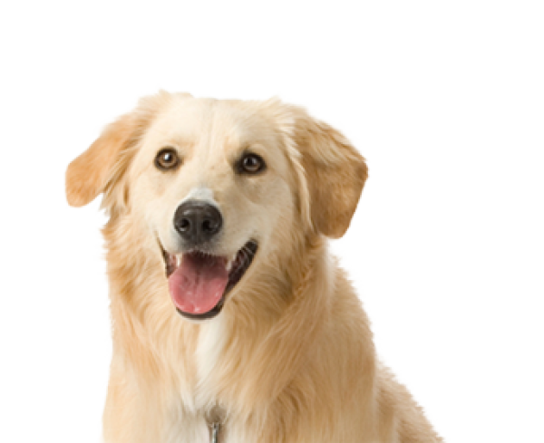 White Dog Face Png