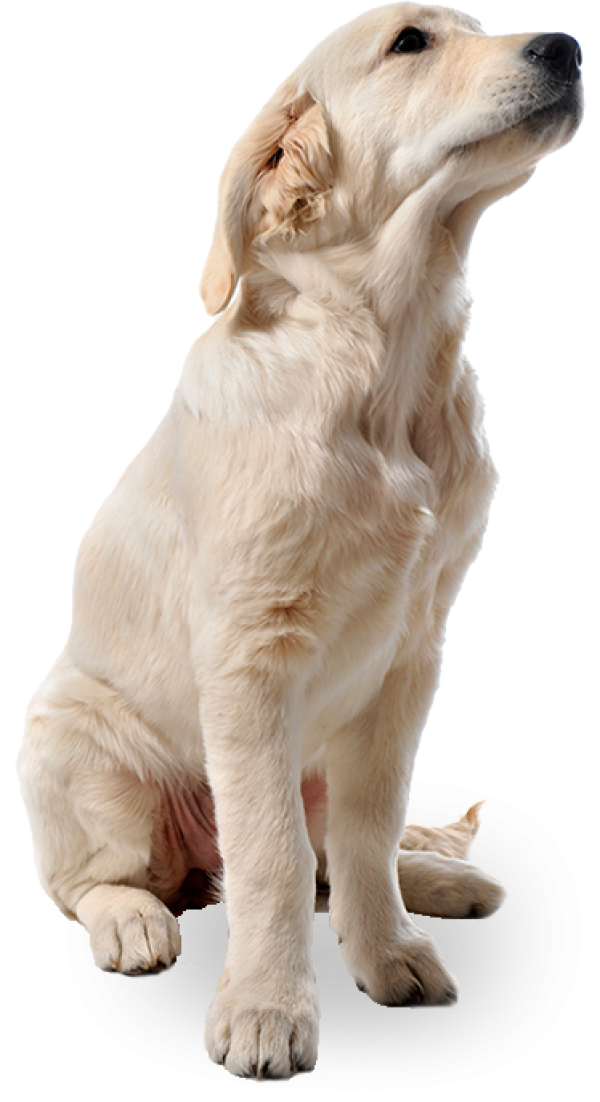 White Dog Png