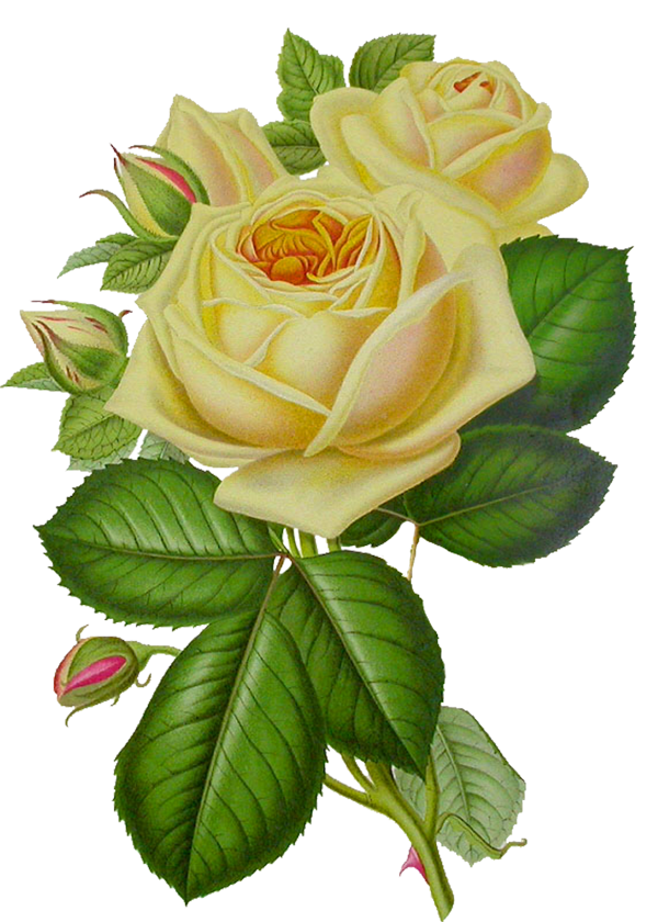 White Roses PNG Free Download 12