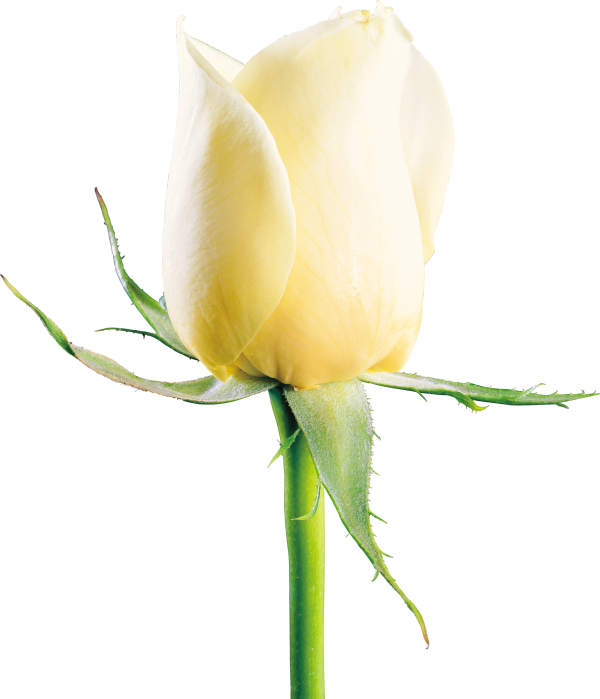 White Roses PNG Free Download 24