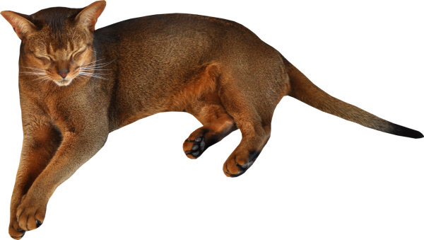 Wild Cat Png
