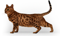 Tiger Cat Png